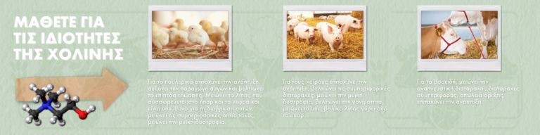 Χολίνη Χλωριούχος 60%